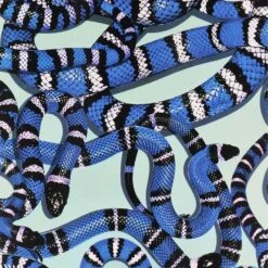 Skateboard Completo Pro Grizzly Snake Eyes 8.0'' 7 Skateboard Completo Pro Grizzly Snake Eyes 8.0'' -Negozio Di Pattini complete skateboard grizzly snake eyes 8 0 3